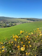 meadow with flowers