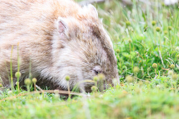Close-Up of Wombat Grazing in Grassland, Wilsons Prom, Australia