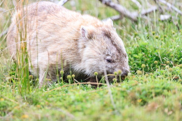 Close-Up of Wombat Grazing in Grassland, Wilsons Prom, Australia