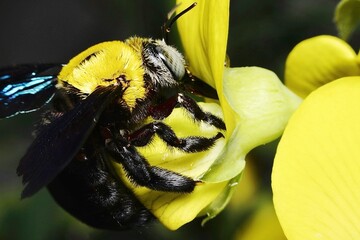 a large carpenter bee, Xylocopa latipes, immersed in the vibrant yellow bloom of a flower. The...