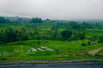 Obraz premium Aerial view of Mancingan rice fileds in Mancingan village, Ubud, Bali, Indonesia