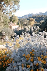 Obraz premium A scenic view featuring vibrant yellow flowers and soft gray foliage in the foreground, with lush green hills and distant mountains creating a serene backdrop.