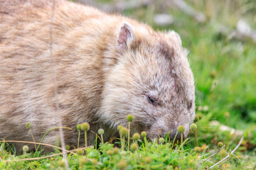 Close-Up of Wombat Grazing in Grassland, Wilsons Prom, Australia