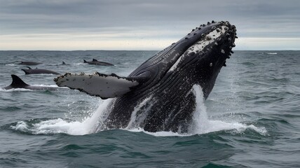 Fototapeta premium Whale breaching the ocean surface with barnacles and open mouth