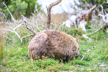 Wombat Grazing Peacefully in Natural Habitat, Wilsons Prom, Australia