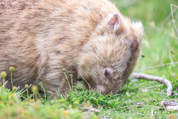 Close-Up of Wombat Grazing in Grassland, Wilsons Prom, Australia