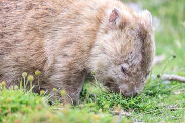 Close-Up of Wombat Grazing in Grassland, Wilsons Prom, Australia