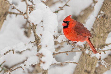 Fat male Northern Cardinal bird perched on tree branch in snow