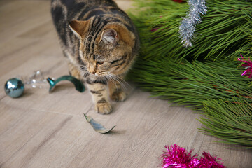 The cat filled up the Christmas tree for the New Year. Christmas tree toys were broken.