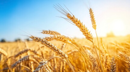Fototapeta premium Closeup of wheat in the field. Real wheat.