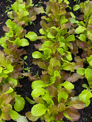 Lettuce in a garden small leaves