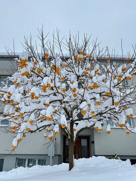Quittenbaum im Winter