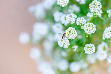 スイートアリッサムとホソヒラタアブ