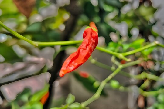 red chili in the garden