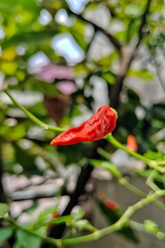 red chili in the garden