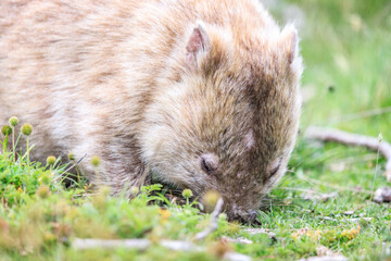 Close-Up of Wombat Grazing in Grassland, Wilsons Prom, Australia