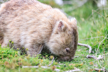 Close-Up of Wombat Grazing in Grassland, Wilsons Prom, Australia