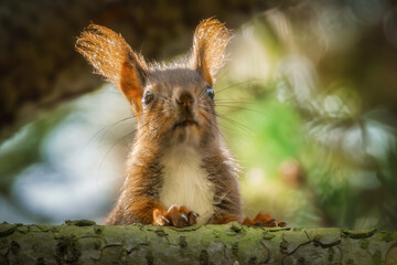 Neugierig schauendes Eichhörnchen