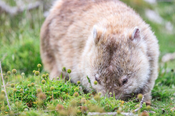 Close-Up of Wombat Grazing in Grassland, Wilsons Prom, Australia
