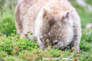 Close-Up of Wombat Grazing in Grassland, Wilsons Prom, Australia