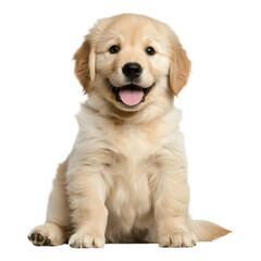 A fluffy golden retriever puppy sits happily, showcasing its soft fur and playful demeanor.