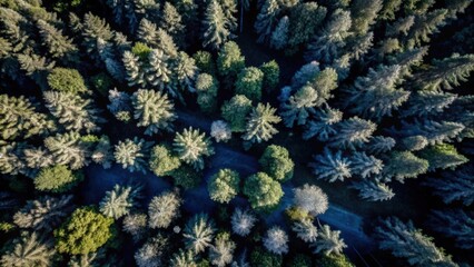 Aerial View of a Dense Forest with Varied Tree Canopies