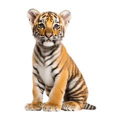 Fototapeta premium A young tiger sits upright, displaying its distinctive stripes and expressive face, embodying the essence of wild beauty and playfulness.