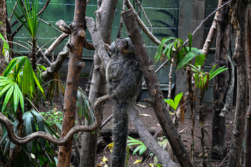 Titi monkey with her baby in the tree