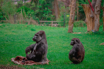 Gorilla family resting in the grass at the zoo