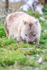 Wombat Grazing Peacefully in Natural Habitat, Wilsons Prom, Australia