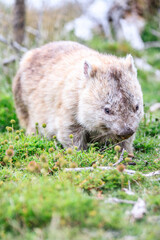Wombat Grazing Peacefully in Natural Habitat, Wilsons Prom, Australia