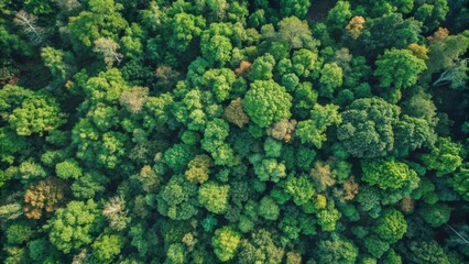 Naklejka premium Aerial View of Dense Green Forest Canopy