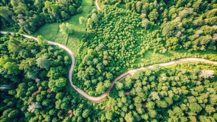 Aerial View of a Winding Road Through a Lush Green Forest