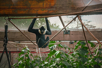 Funny gibbon monkey playing at the zoo