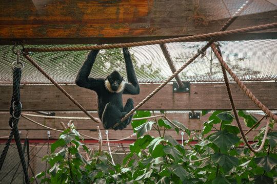 Funny gibbon monkey playing at the zoo