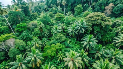 Fototapeta premium Aerial View of a Lush Tropical Rainforest Canopy