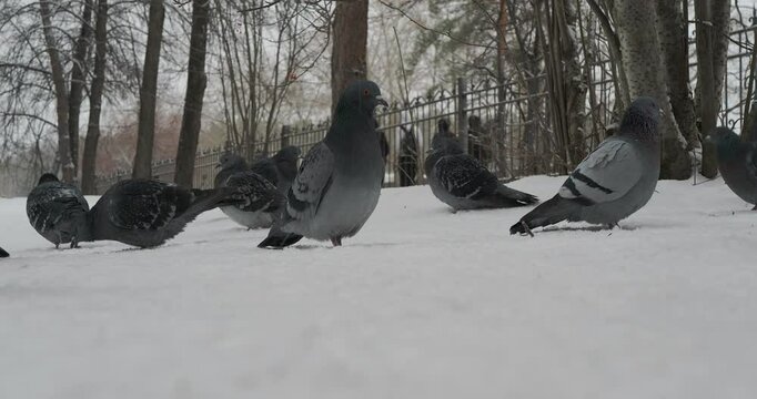 Birds in the city. Pigeons walk on a snow-covered surface and peck at each other against the background of people walking along the sidewalk. Hand held. Siberia.