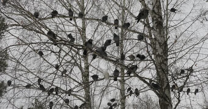 Birds in the city. A flock of pigeons sits on the branches of a birch tree on a cold autumn day. Hand held. Siberia.