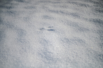 Animal Tracks in Pristine Snow