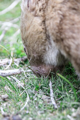 Close-up of Wombat Grazing Peacefully in Natural Habitat, Wilsons Prom, Australia