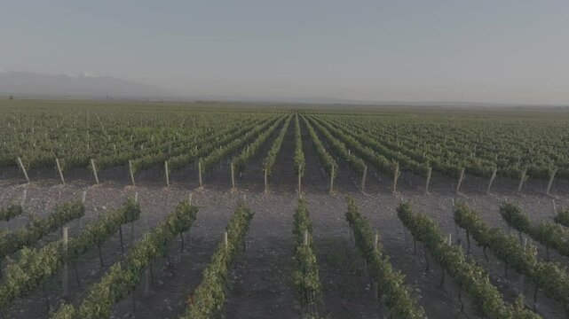 Toma de drone recorriendo el vi&ntilde;edo hacia adelante