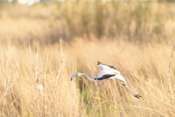FLAMENCO COMÚN (Phoenicopterus Roseus) 