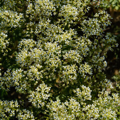 PLANTA Y FLOR DE CARDARIA DRABA (Lepidium Draba)