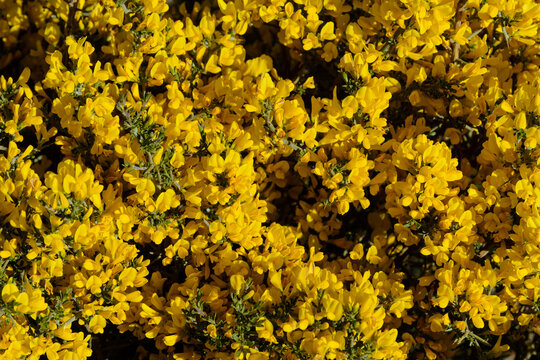 FLORES DE ALIAGA (Genista Scorpius)