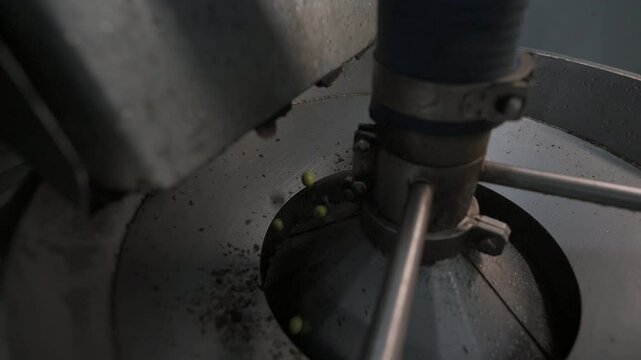 Aceitunas entrando en la maquina para elaborar aceite de oliva
