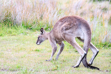 Eastern Grey Kangaroo Foraging in a Green Field, Wilsons Prom, Australia
