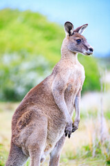 Fototapeta premium Portrait of a Standing Kangaroo in Nature, Prom Wildlife Walk, Wilsons Prom, Australia
