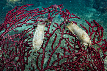 Shark eggs on a red gorgonian, Isola d'Elba, Italy