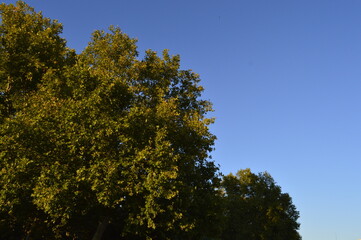 Verde da árvore no céu azul