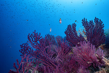 Red Gorgonia corals in the Mediterranean Sea, Isola d'Elba, Italy